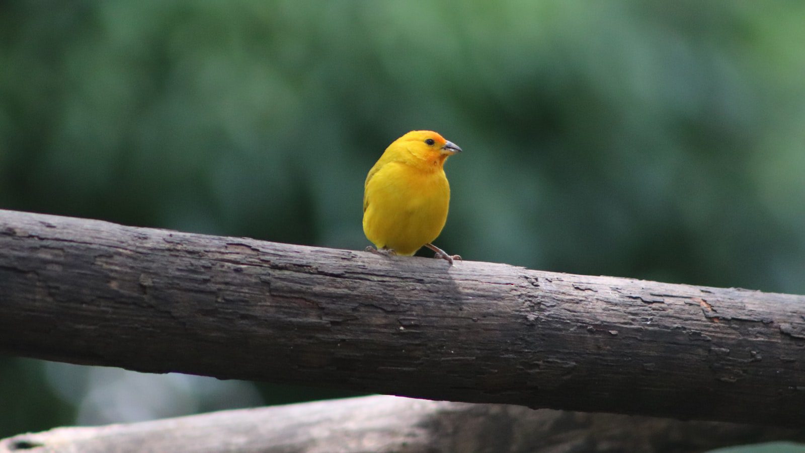 Apoya la conservación del ecosistema en Wayne National ⁢Forest