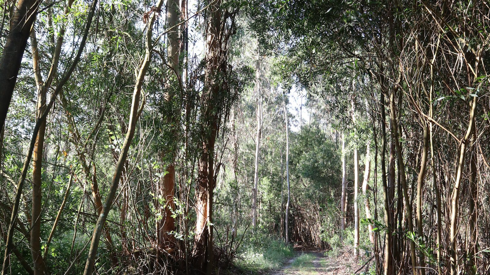 Senderos pintorescos para ‍disfrutar de la naturaleza