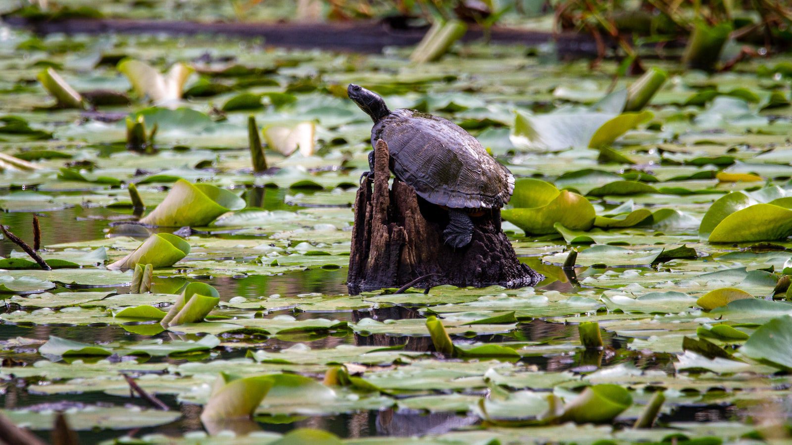 Una joya natural en Alabama: Joe Wheeler State Park