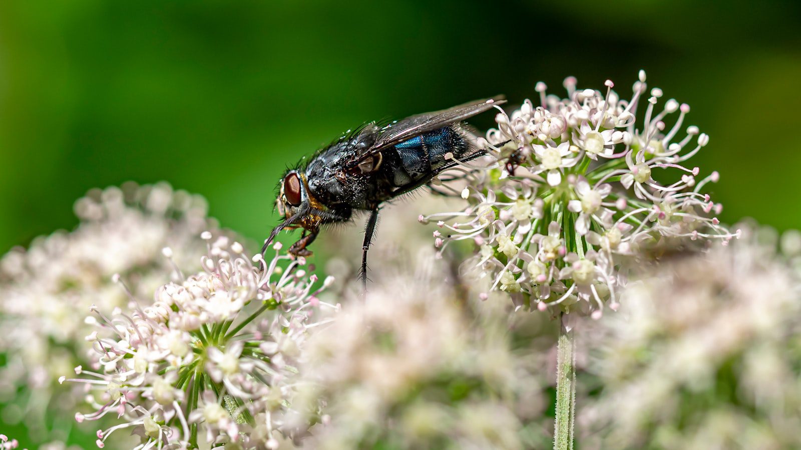 Déjate cautivar por la tranquilidad de los jardines japoneses