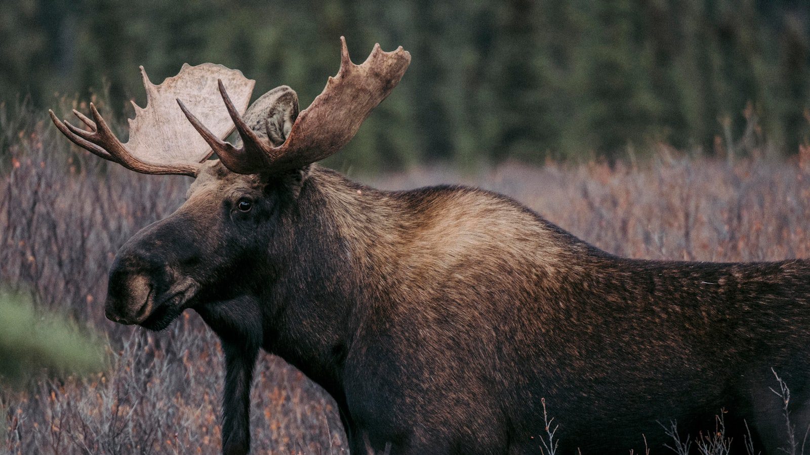 Sumérgete en la historia de Denali National Park