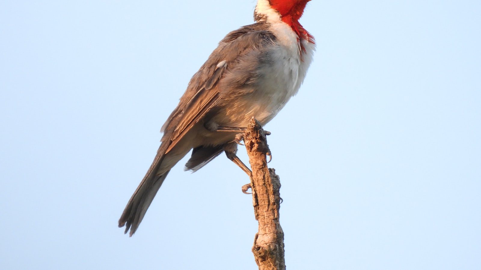 Observación de la vida ‌silvestre ⁢en ‍su ​hábitat natural