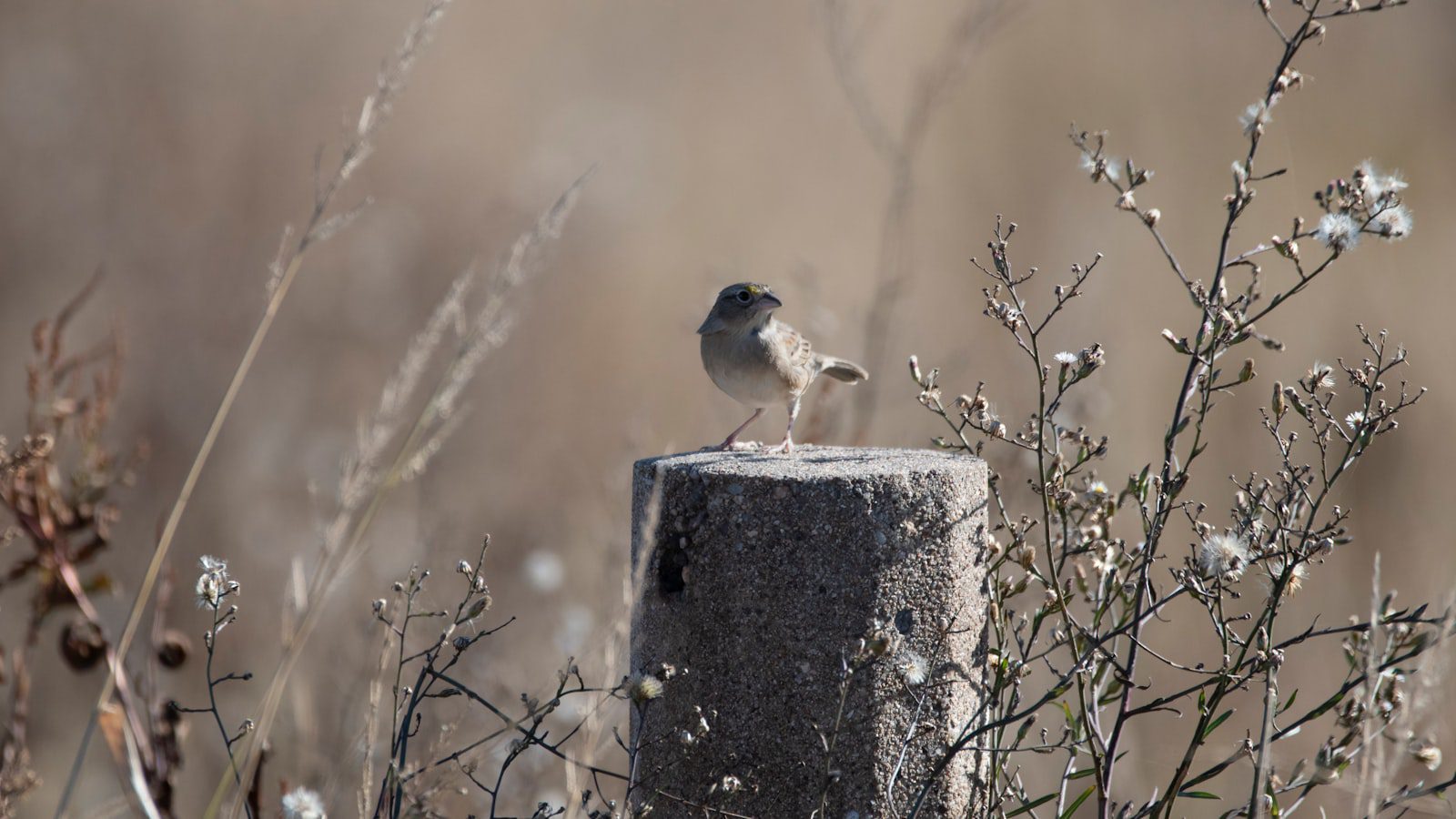 Observación de vida silvestre en ⁢su hábitat‍ natural