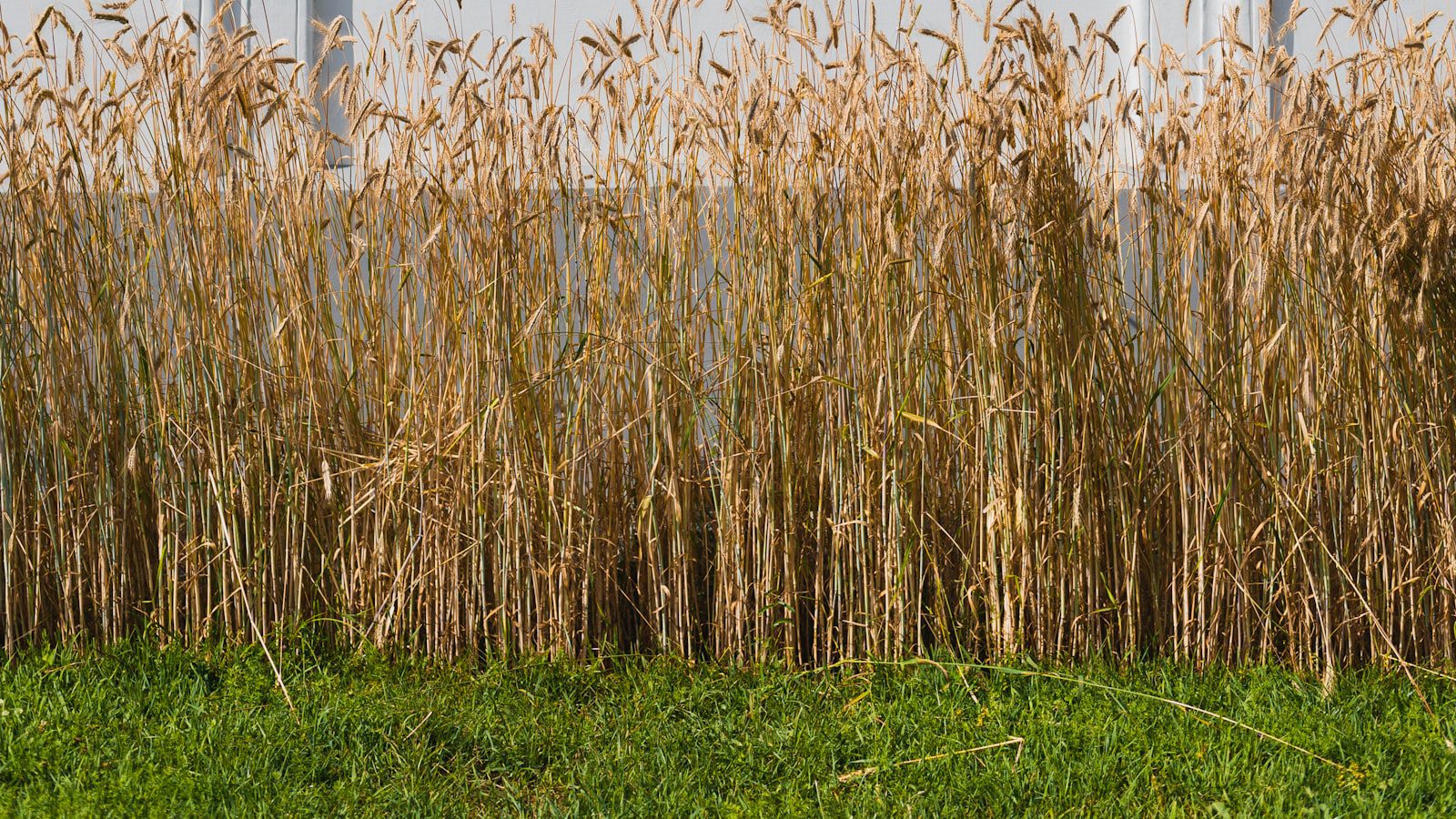 Observa la vida silvestre en su hábitat natural