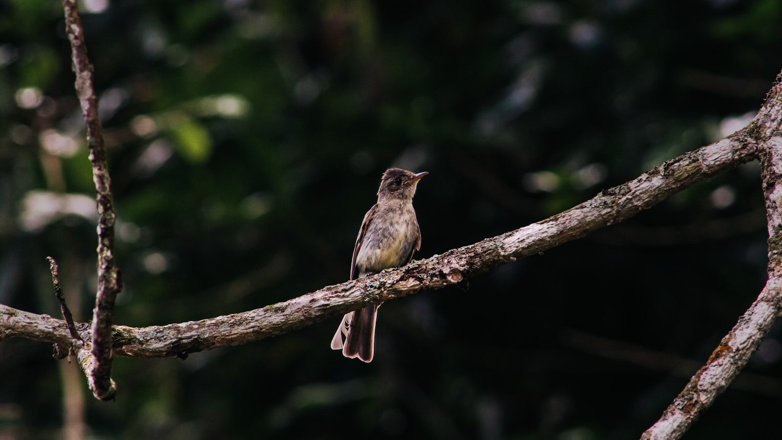 La biodiversidad‍ impresionante de Island Beach State ⁣Park