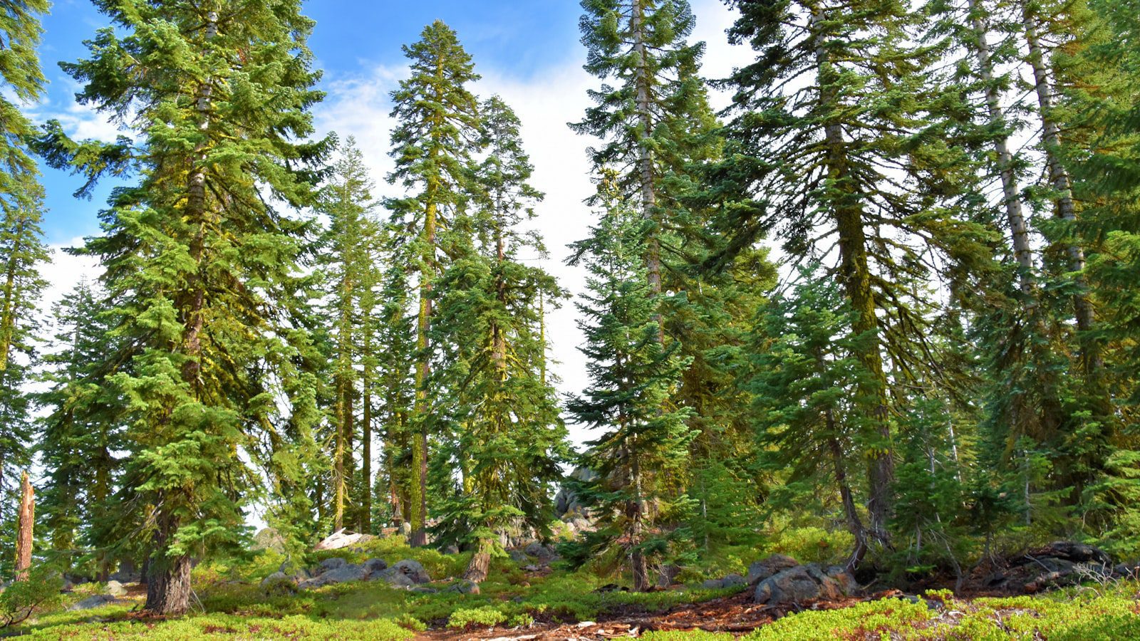 Descubre la majestuosidad de Mount⁣ Shasta State Park