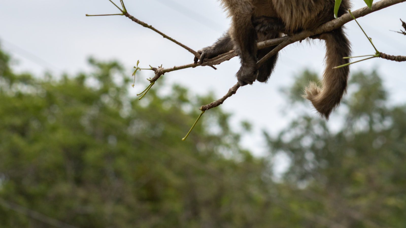 Sumérgete en la atmósfera⁣ mágica del zoológico de Grassmere