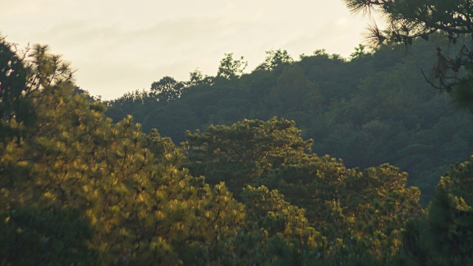 El refugio ‍perfecto para⁣ la observación ⁣de aves