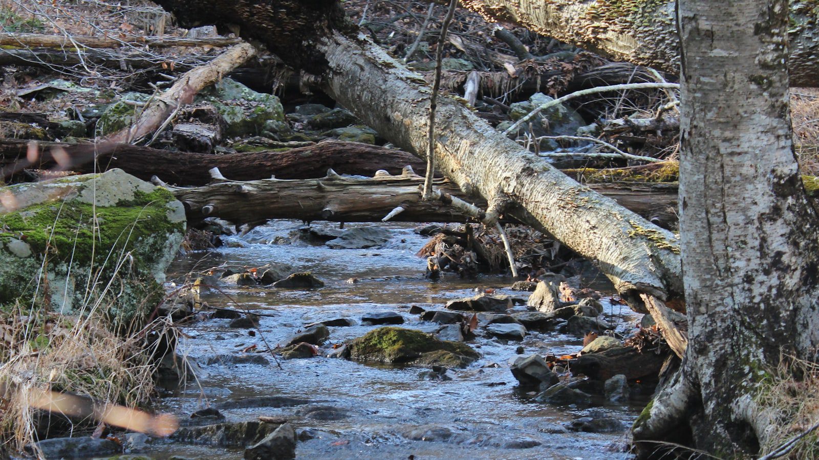 Recorre‌ los senderos escénicos de⁣ Tuttle Creek State Park