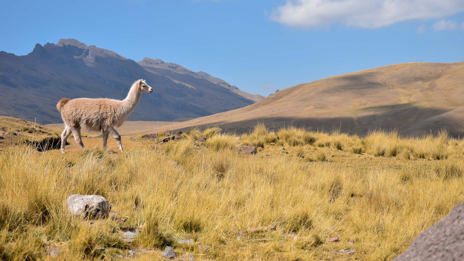 Caminatas⁤ inolvidables a través ‌de exuberantes senderos