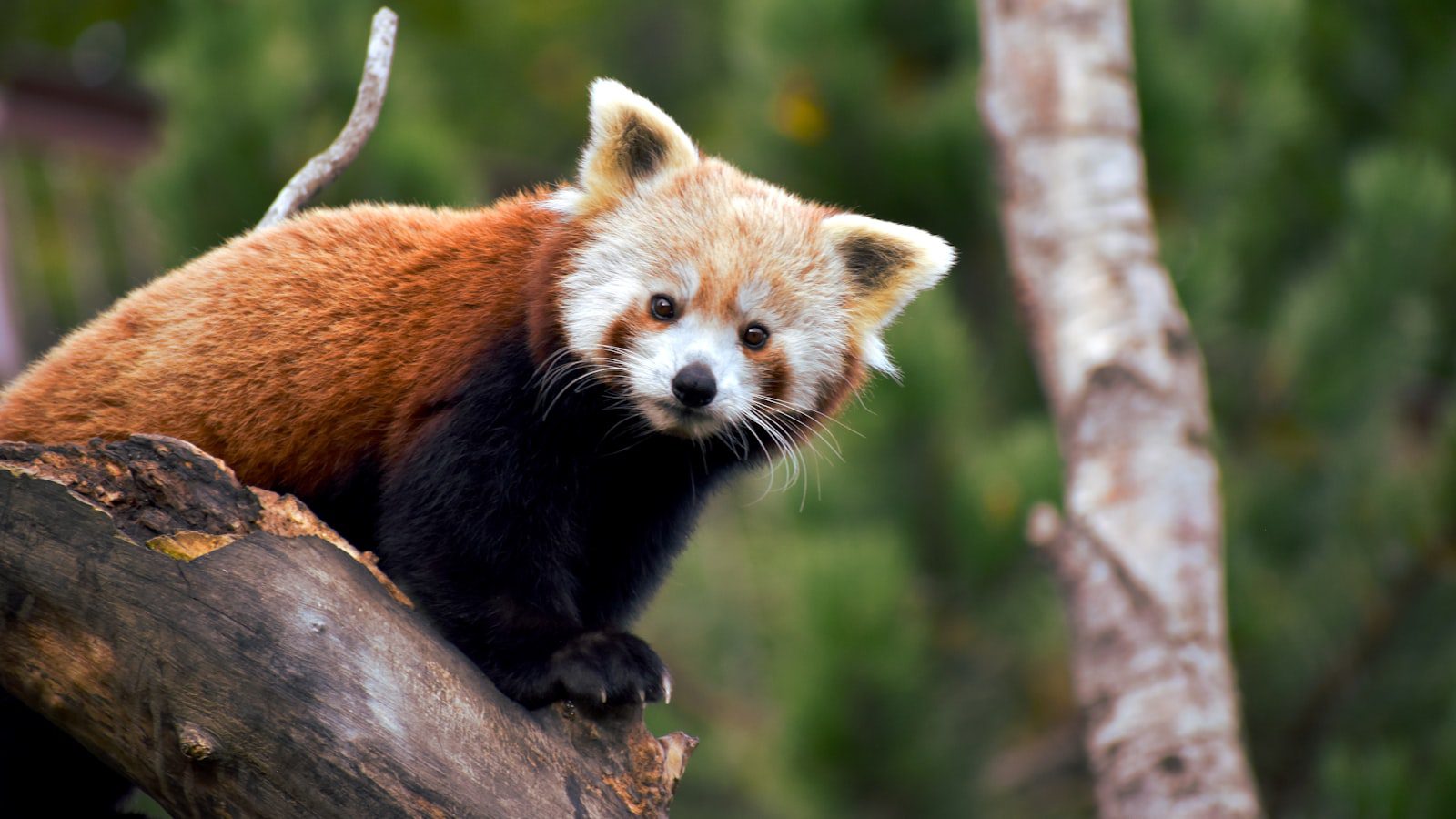 Vive la emoción de las actividades al aire ⁢libre en ⁣Bear Brook State Park