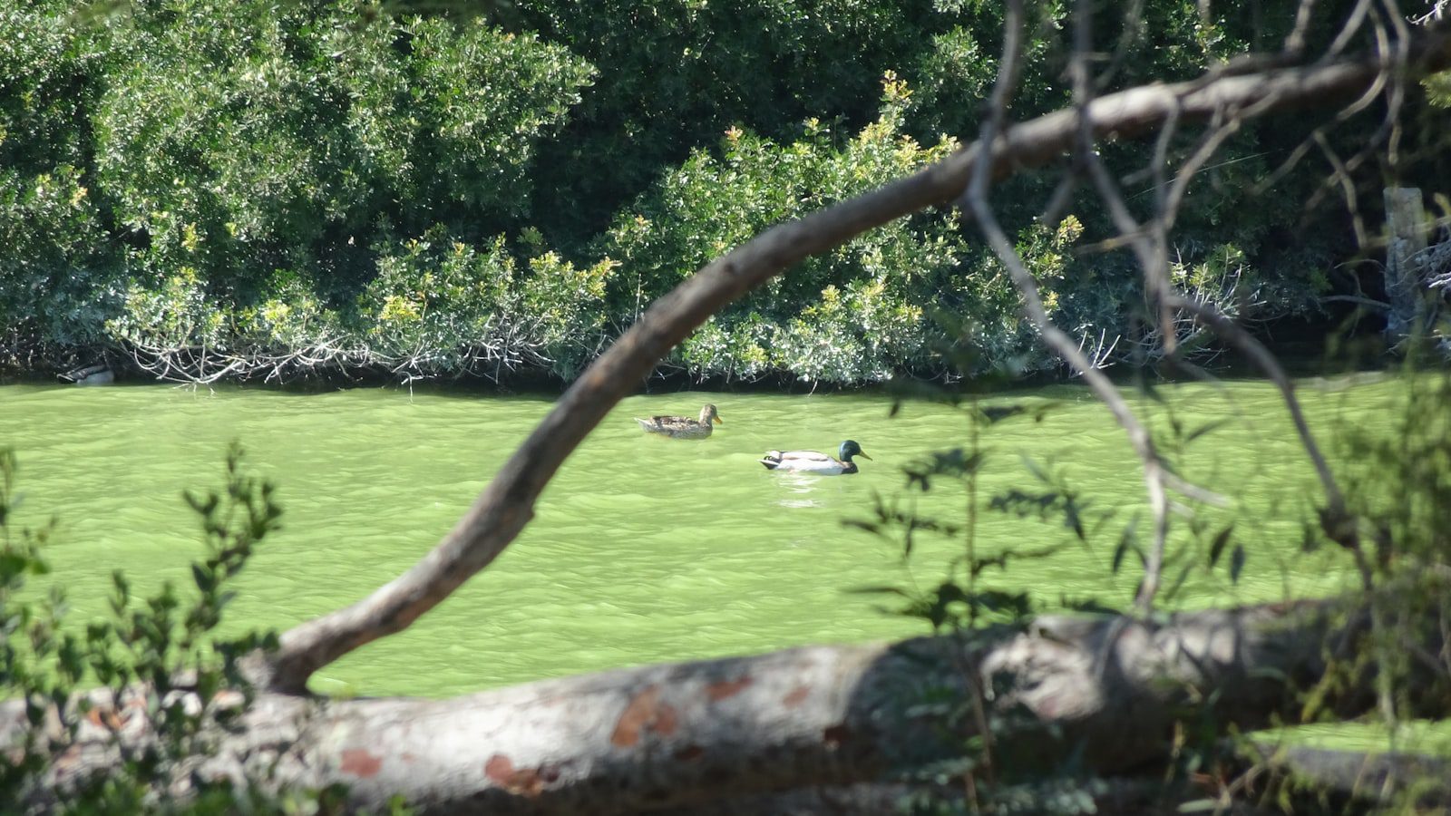 Actividades acuáticas en el ‍lago⁢ James