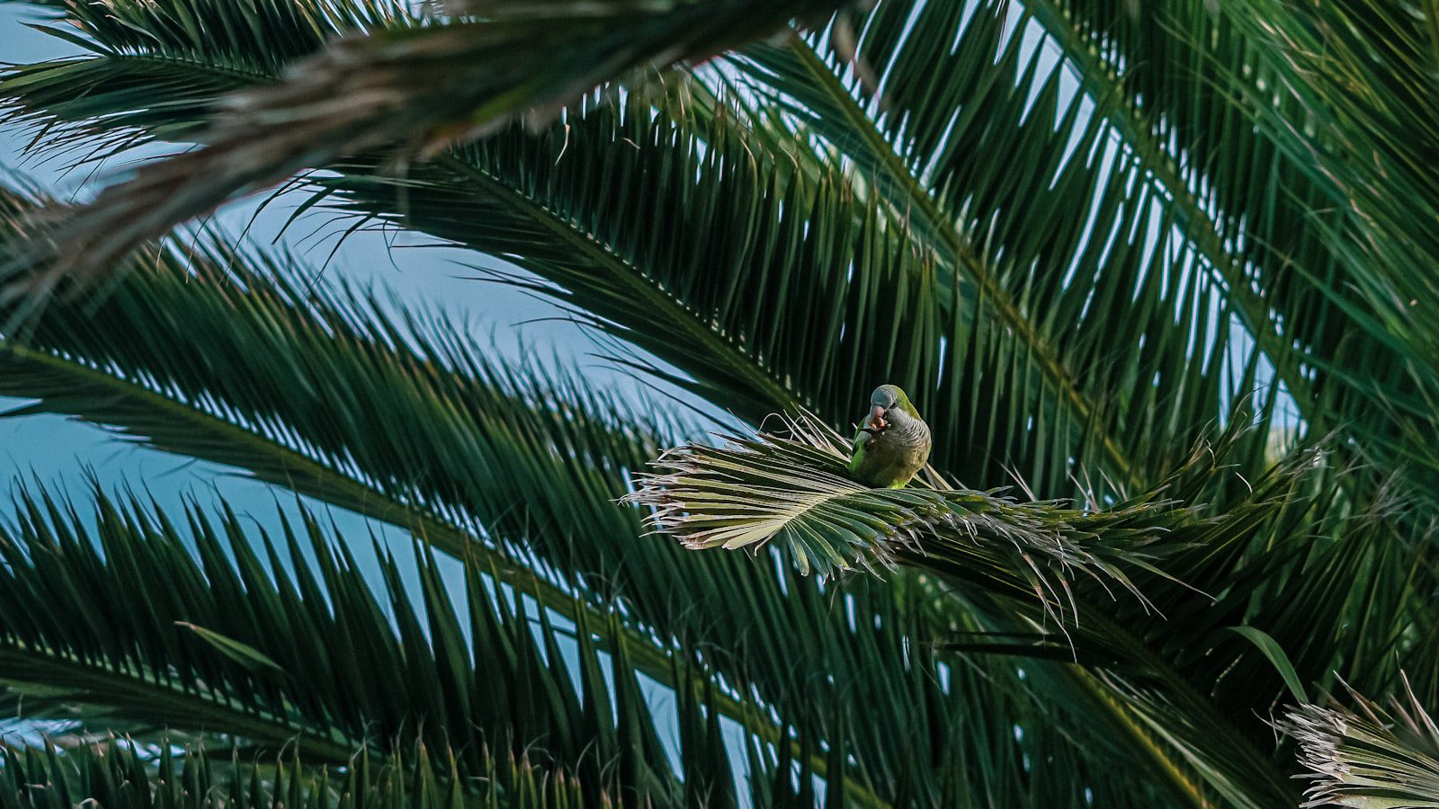 Disfruta de la⁤ Tranquilidad y la Paz en Medio de la⁣ Naturaleza