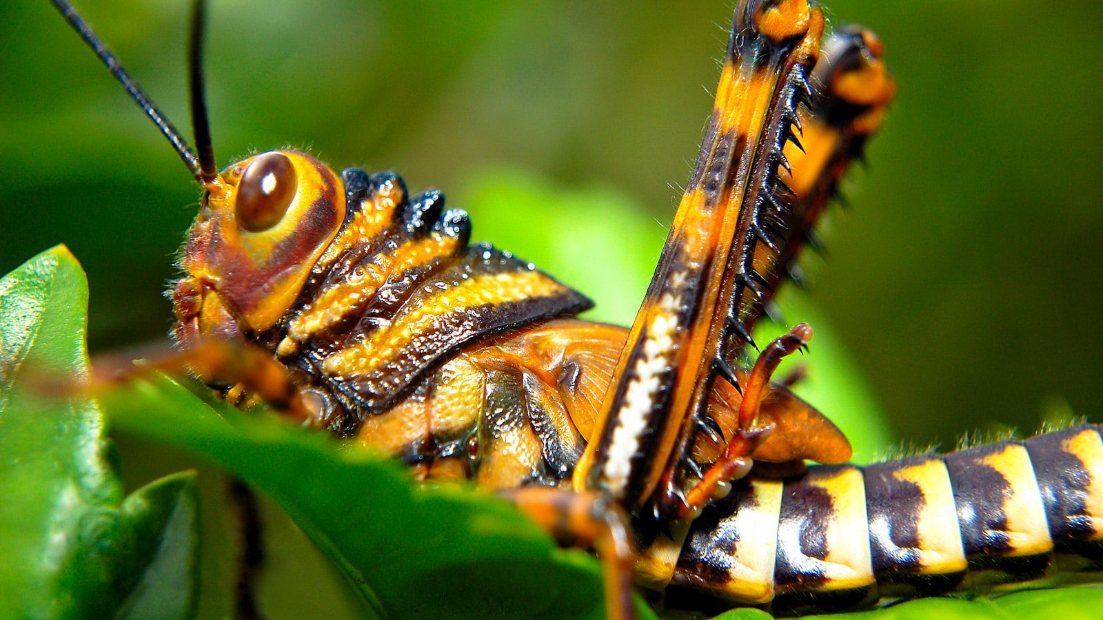 Contempla la biodiversidad única ⁣de la‌ región