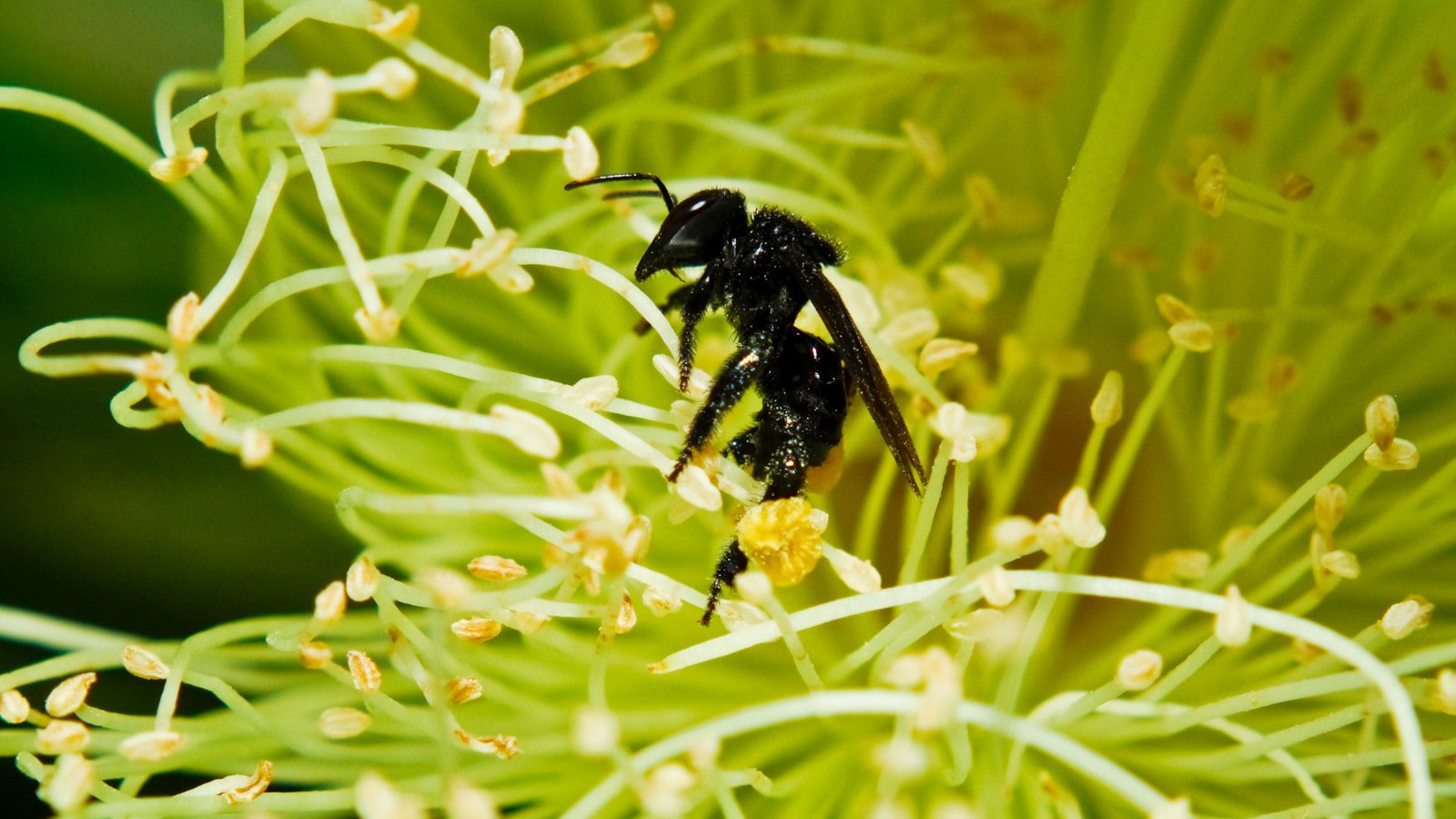 La ⁣biodiversidad única del parque