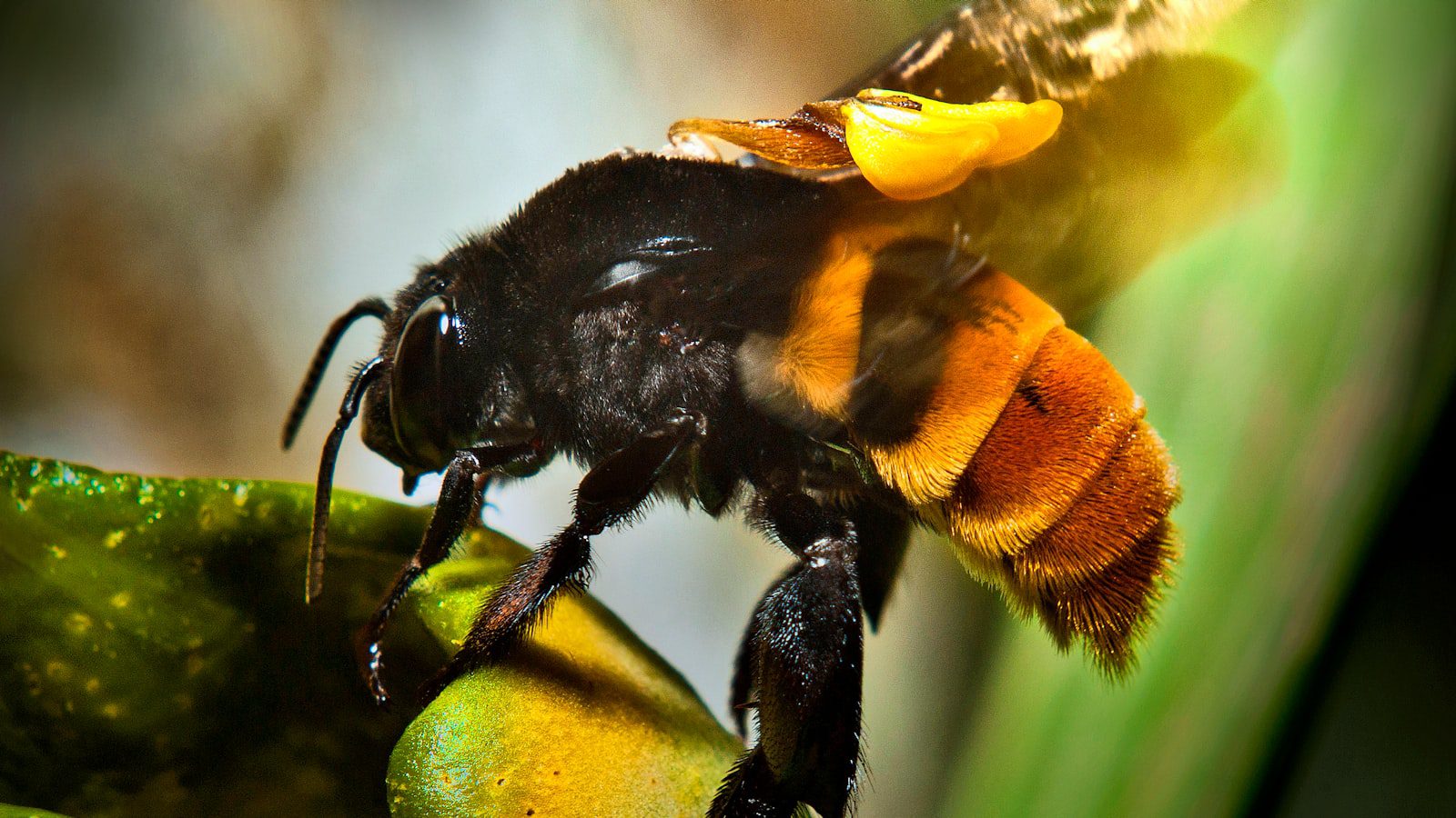 Disfruta de la biodiversidad única ⁤de la flora y‌ fauna