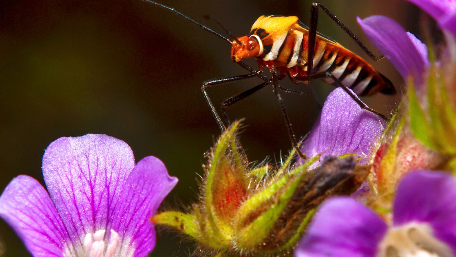 La ‍biodiversidad única en ⁣el mundo