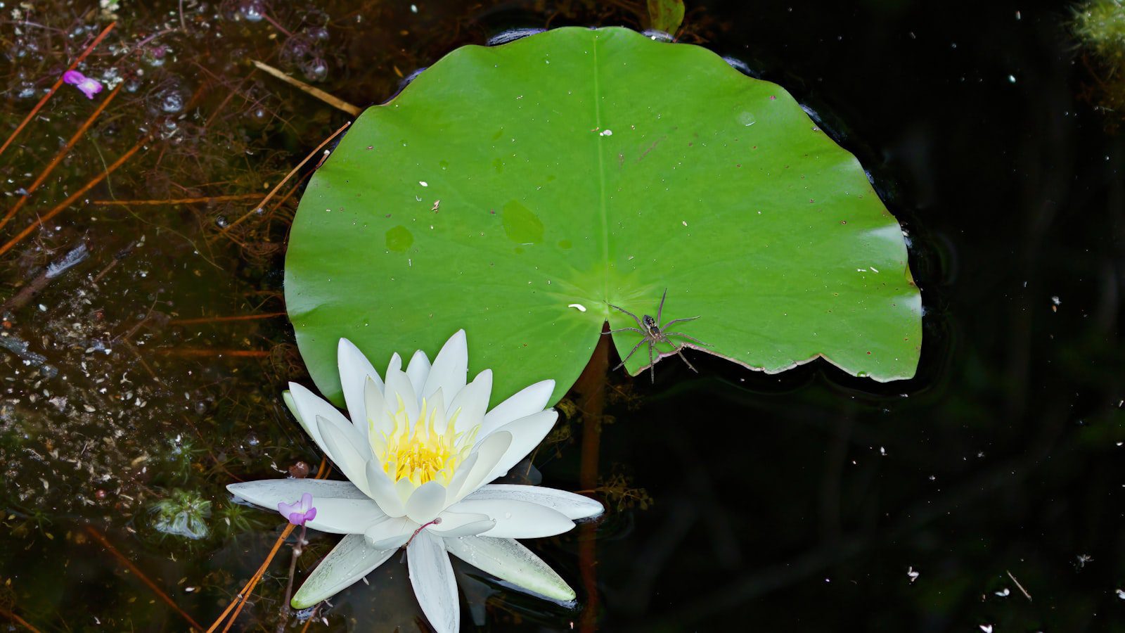 Sumérgete en⁣ la experiencia única de ‌observar aves en Okefenokee