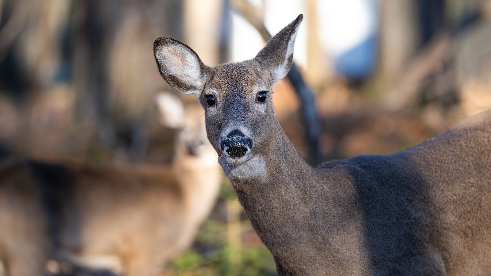 Observa la ‍diversa ⁤vida ⁢silvestre ⁣de Priest Lake State⁢ Park