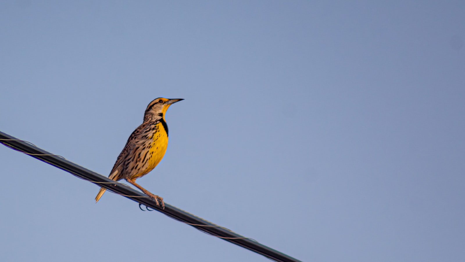 Maravíllate con las aves migratorias que visitan ⁣Blackwater National​ Wildlife Refuge